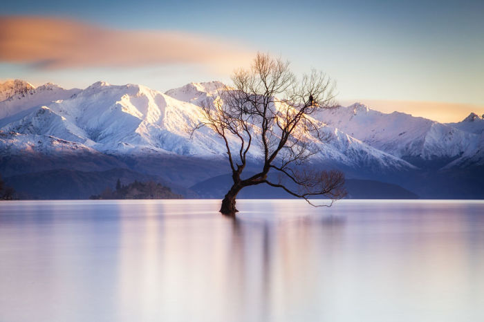 Дерево Ванака,  Южный остров, Новая Зеландия. Автор: Jack Bolshaw и Marta Kulesza.
