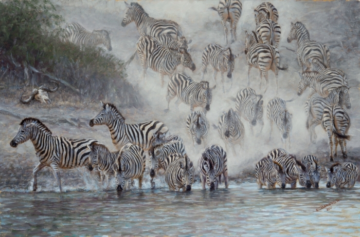 Зебры на водопое. Автор: John Banovich.