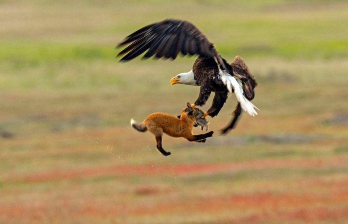 Фотографу посчастливилось снять удивительную историю, как орёл и лиса не поделили зайца. Автор: Kevin Ebi.