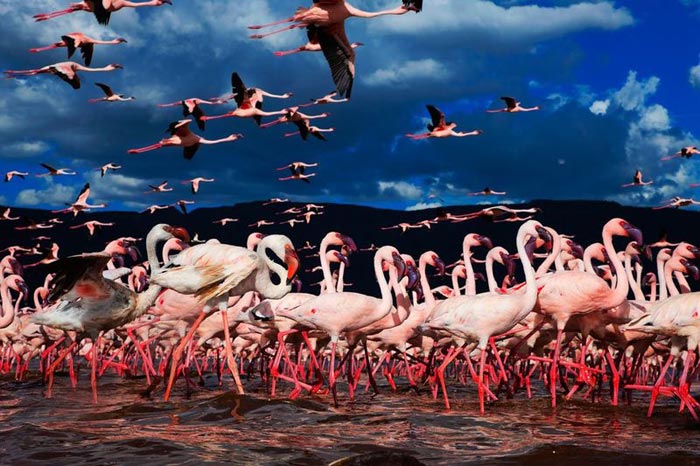 Опасное озеро Натрон - прекрасное место для размножения фламинго. 