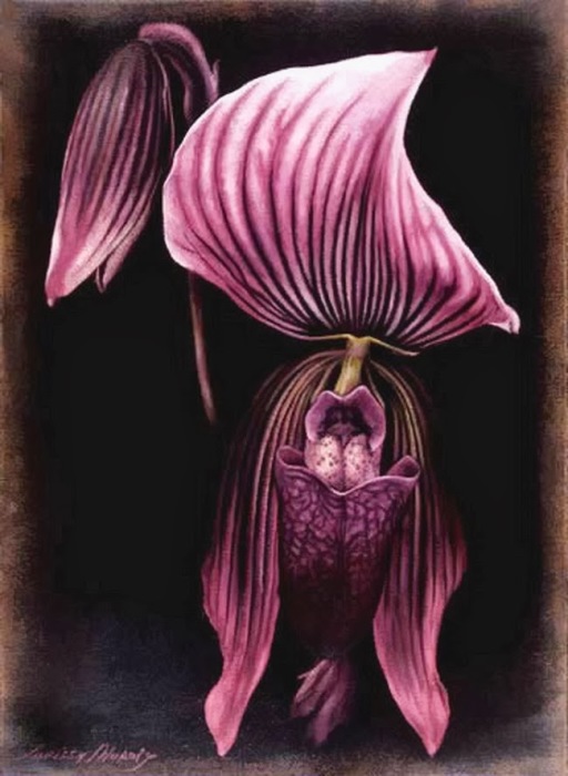 Хищные орхидеи. Автор: Лариса Морейс.