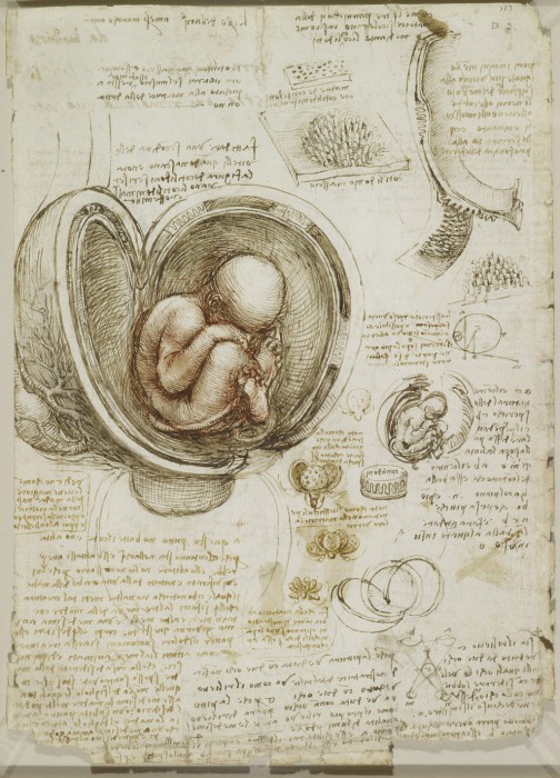 Анатомические наброски Леонардо да Винчи.