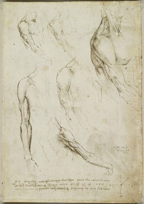 Научные труды по изучению анатомии.  Леонардо да Винчи.