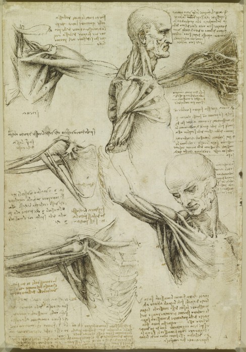 Анатомические рисунки гения Леонардо да Винчи.