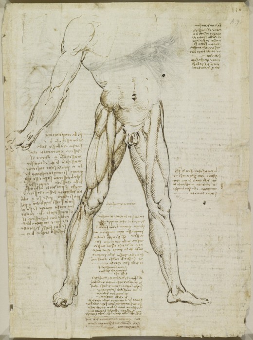 Рисунки с анатомическими эскизами. Леонардо да Винчи.