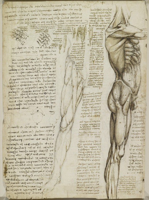 Спустя четыреста лет, эти записи и эскизы были оцифрованы и выставлены на всеобщее обозрение. Анатомические рисунки Леонардо да Винчи.