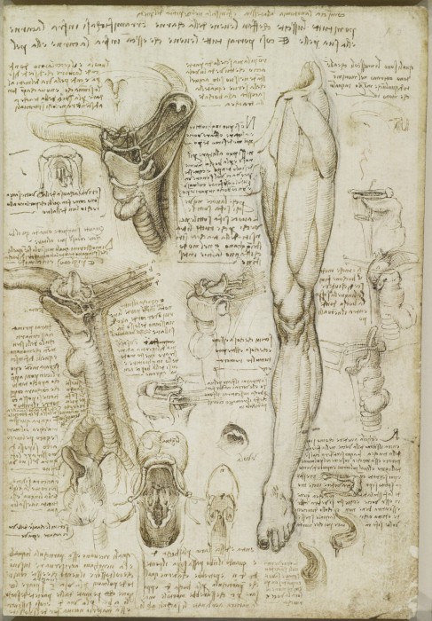 Пожалуй, Леонардо да Винчи, единственный, кому удалось более досконально изучить строение человеческого тела.