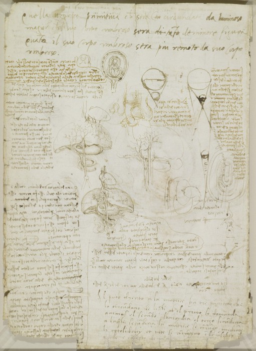 Человеческая анатомические в эскизах Леонардо да Винчи.
