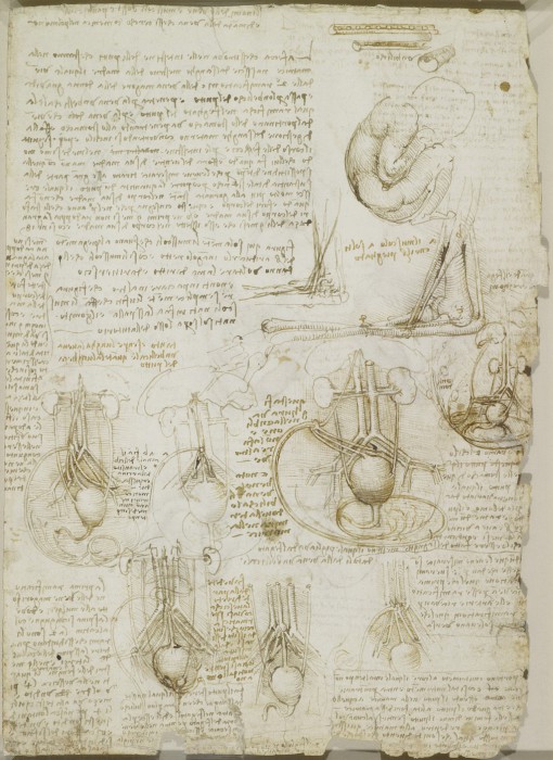 Свои анатомические рисунки Леонардо да Винчи всегда сопровождал подробными комментариями.