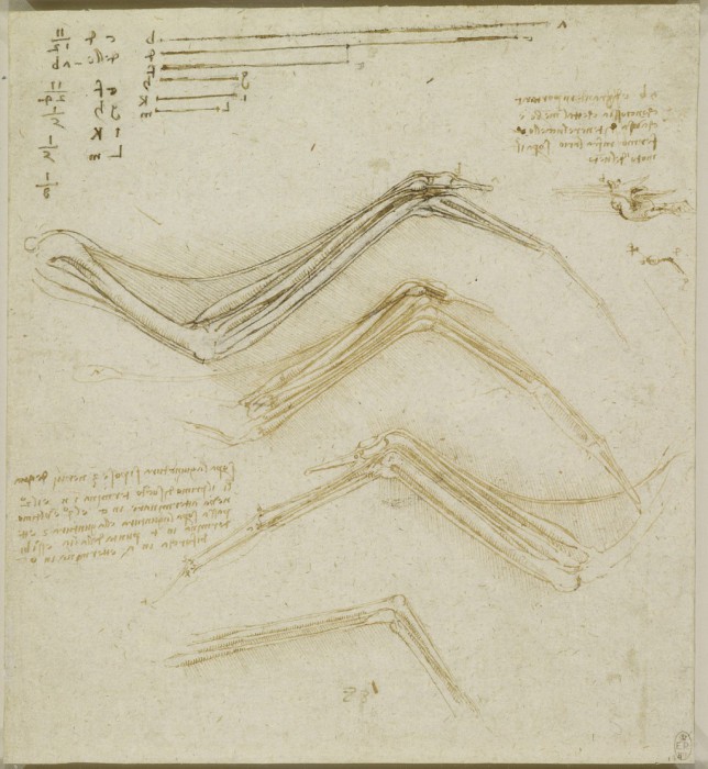 Анатомические эскизы Леонардо да Винчи.