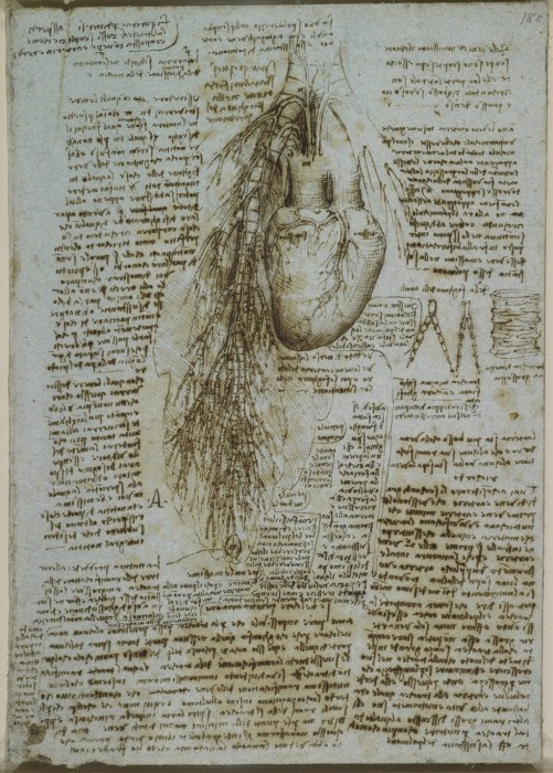 Анатомическое строение человеческого тела в рисунках Леонардо да Винчи.