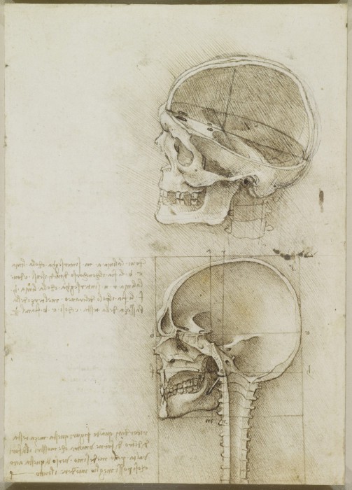 Анатомия в эскизах  Леонардо да Винчи.