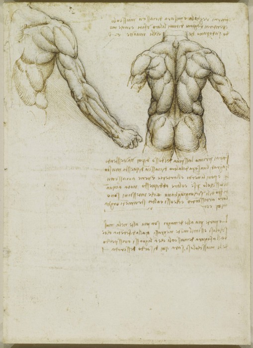 Изучение анатомии. Анатомические рисунки Леонардо да Винчи.