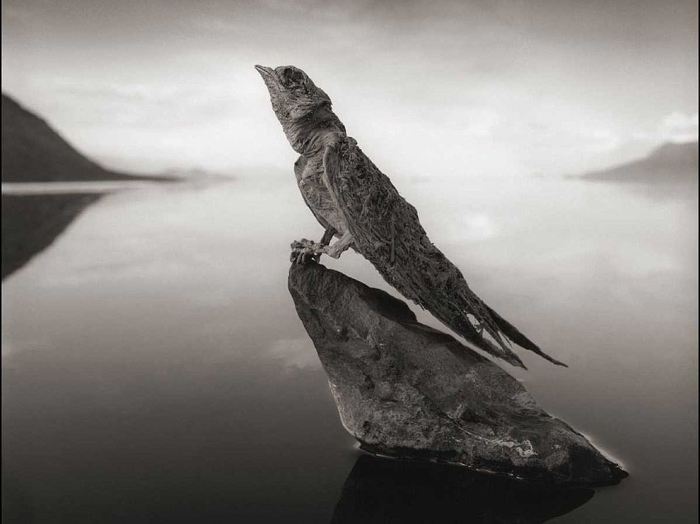 Кальцинированная ласточка, озеро Натрон. Автор: Nick Brandt.