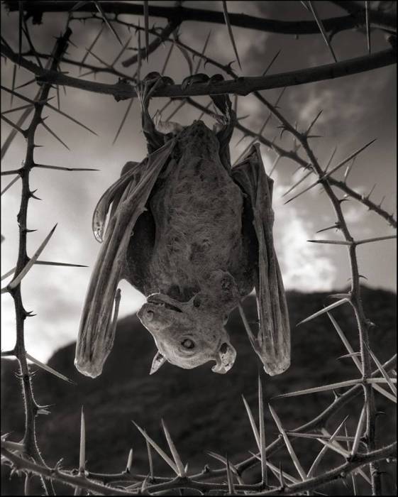 Кальцинированная летучая мышь, озеро Натрон. Автор: Nick Brandt.