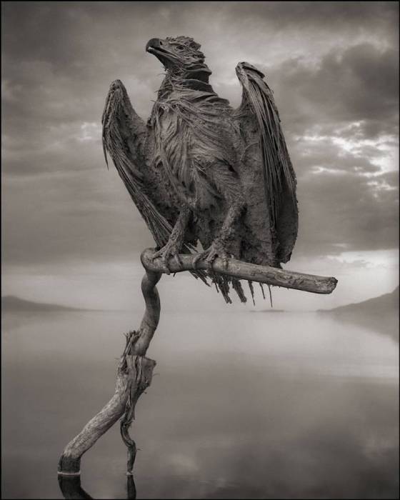 Кальцинированная птица, озеро Натрон. Автор: Nick Brandt.