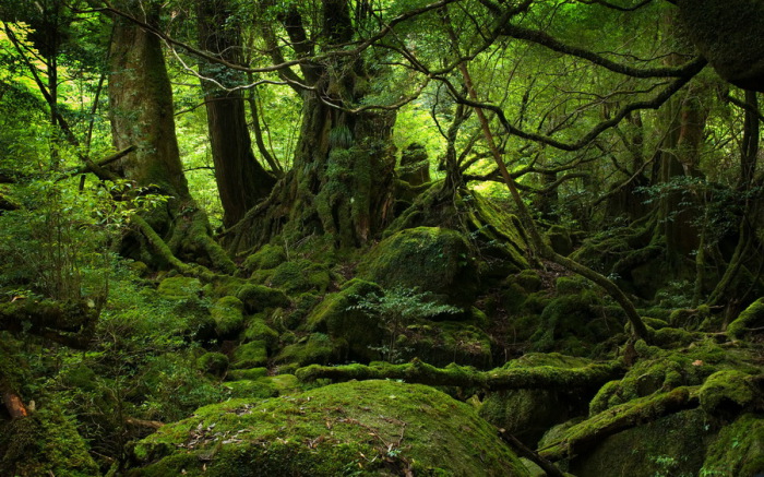 Древние деревья на острове Якушима.