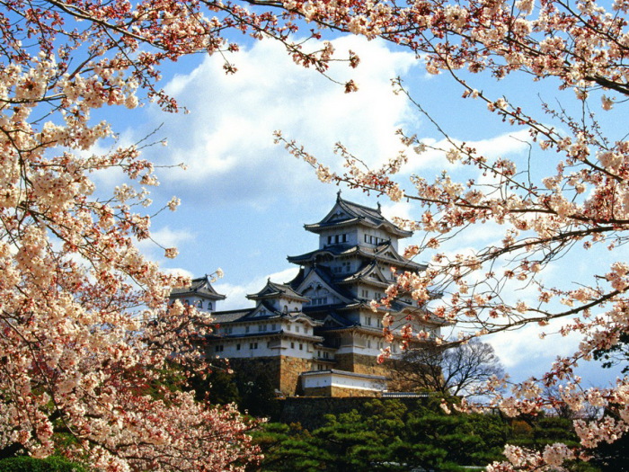 Замок Химедзи в цвете сакуры.