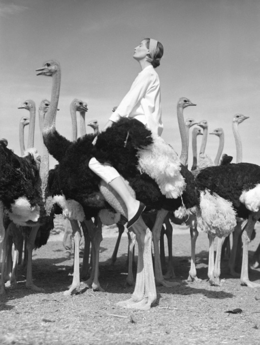 Венда (жена Нормана Паркинсона) и страусы. ЮАР, 1951 год. Норман Паркинсон (Norman Parkinson) - мастер модной фотографии.