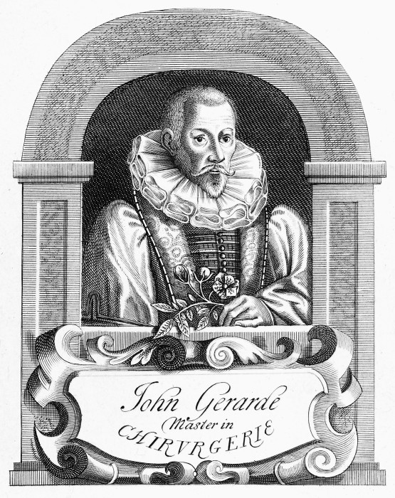 Джон Джерард,  линейная гравюра, 1633 год. \ Фото: wellcomecollection.org.