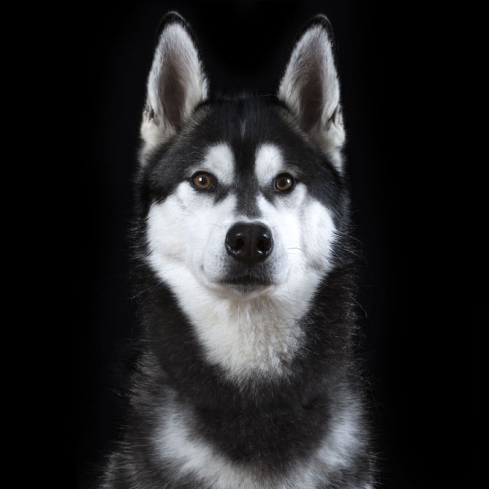 Портрет собаки по имени Скотт. Фото Rob Bahou.