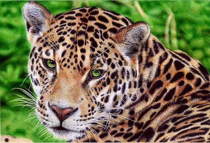 Леопард. Автор: Samuel Silva.