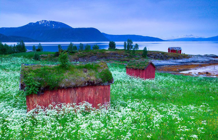 Сказочные скандинавские домики, чьи крыши покрыты зеленью.