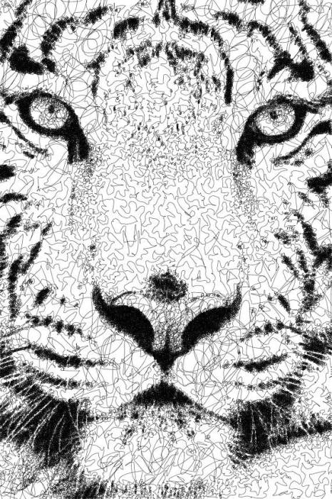 Белый тигр. Автор: Sergej Stoppel.
