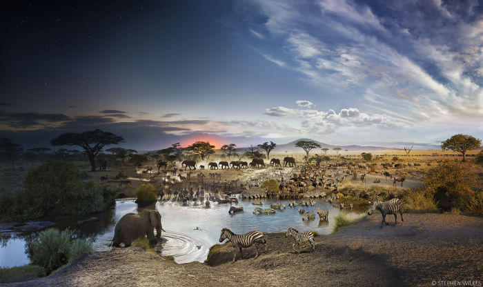 Национальный Парк Серенгети, Танзания. Ирреальные пейзажи в работах Стефана Вилкса (Stephen Wilkes).