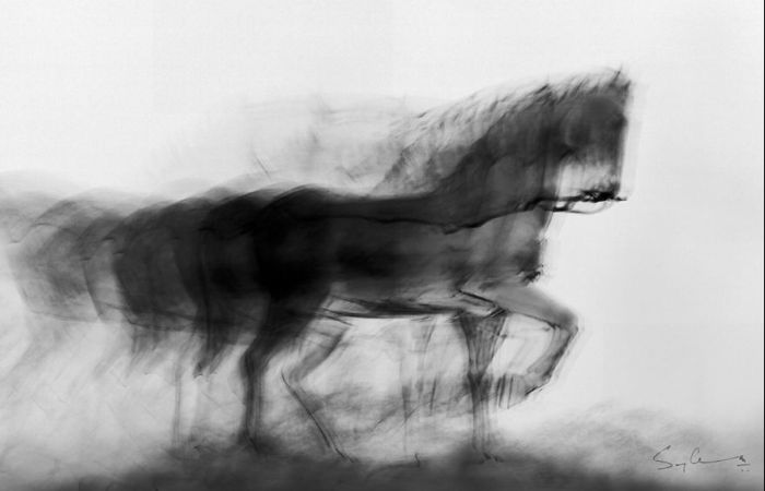 Чёрная лошадь, Мумбаи. Автор: Swarup Chatterjee.