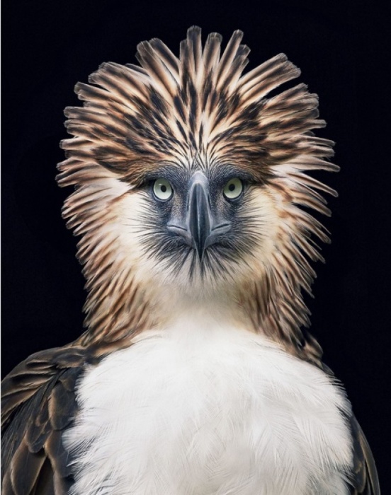 Филиппинский орел. Автор: Tim Flach.