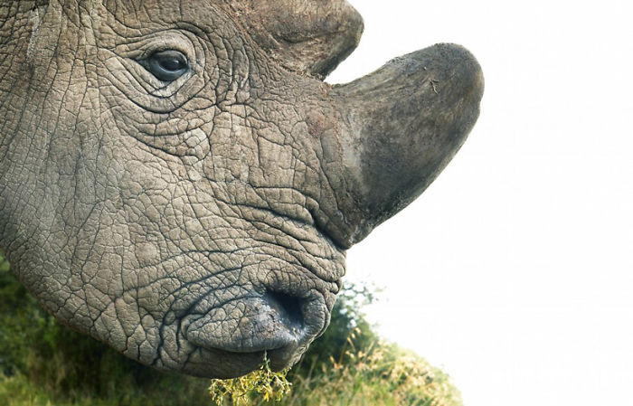 Северный белый носорог. Автор: Tim Flach.