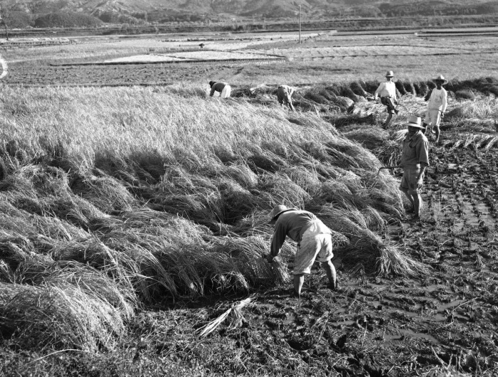 Рабочие с фермы собирают урожай риса на полях за пределами Сеула, 20 октября 1953 года. \ Фото: bing.com.