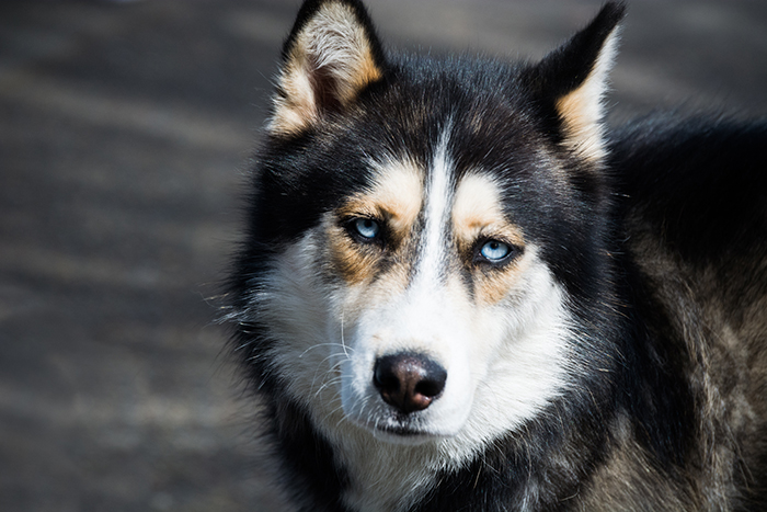 Ездовые собаки официально были запрещены в Антарктиде в 1994 году.