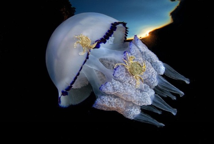 Крабы катаются на медузе. Автор: Csaba Tokolyi.