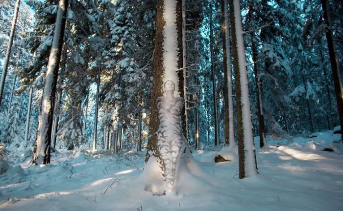 Зимний лес. Автор: Vilija Vitkute.