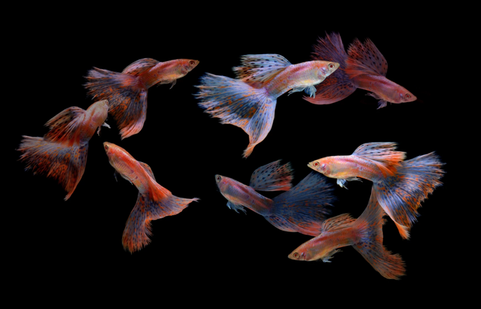 Танцующие рыбки. Автор: Visarute Angkatavanich.