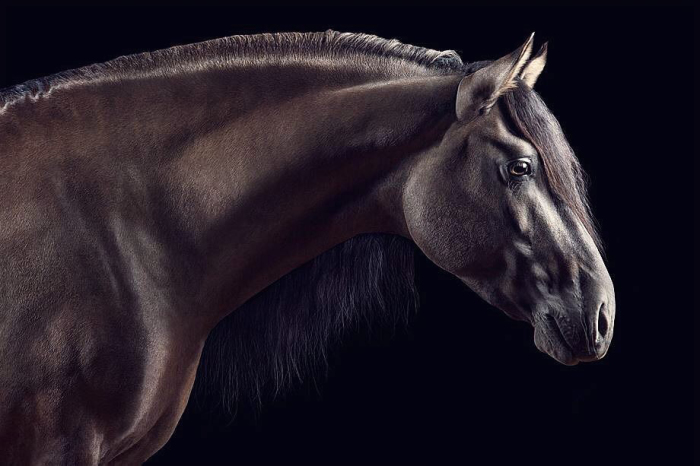 А ещё совсем недавно Вибке выпустила свою третью книгу, посвящённую фотографиям лошадей.