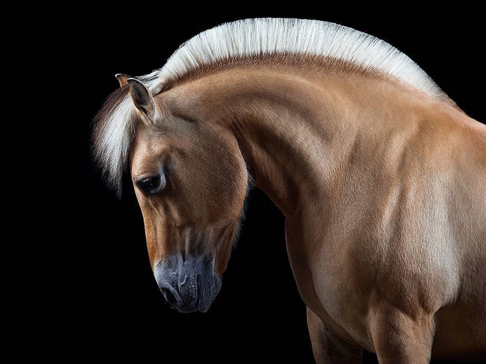 Портреты лошадей демонстрируются в галереях и на телевидении. Автор: Wiebke Haas.