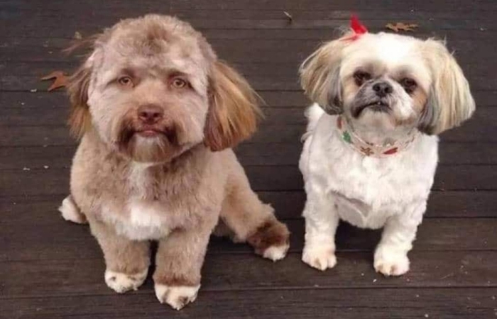 Когда видишь Йоги рядом с другой собакой, то ощущение того, что у него поистине человеческое «лицо» только усиливается.