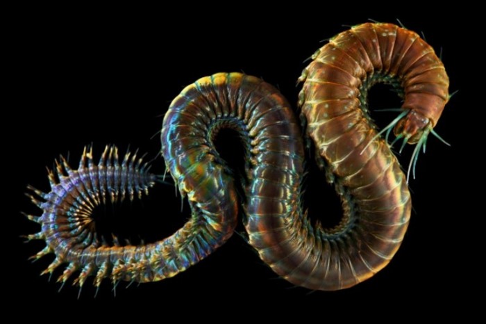 Род многощетинковых червей из семейства нереид. Автор: Александр Семенов.