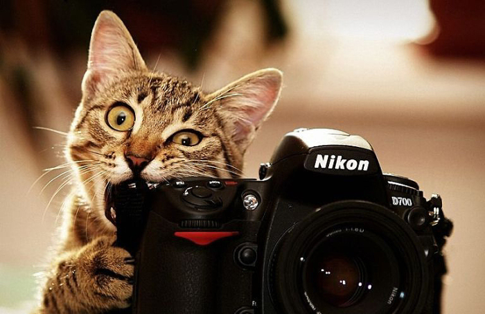 Кот и камера Nikon.