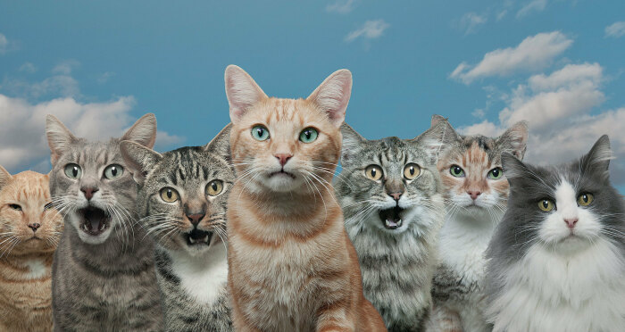 Кошки в человеческой цивилизации. \ Фото: bing.com.