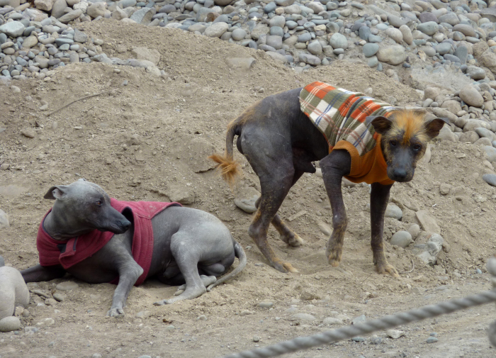Голые перуанские собаки. \ Фото: ru.wikipedia.org.