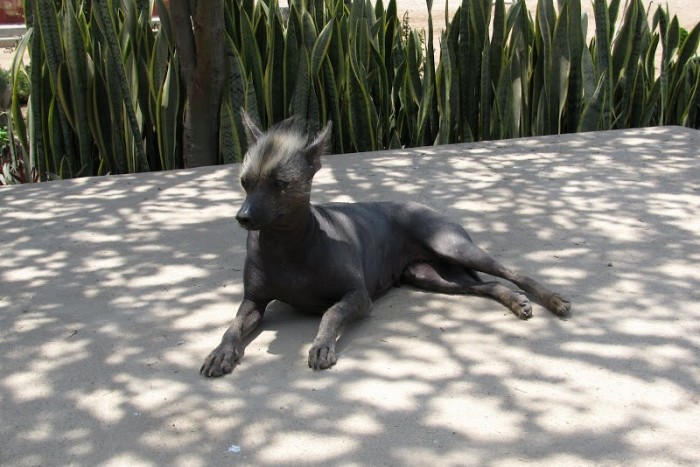 Несмотря на свой внешний вид, это собака невероятно добра, умна и дружелюбна. \ Фото: google.ru.