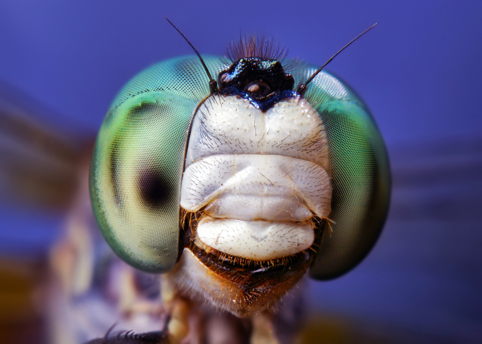 Стрекоза Pachydiplax longipennis.