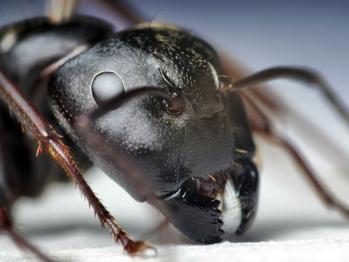 Голова черного муравья.