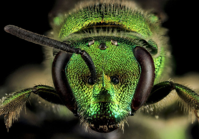 Галиктида Augochloropsis metallica из семейства пчёл отряда Перепончатокрылые насекомые. 