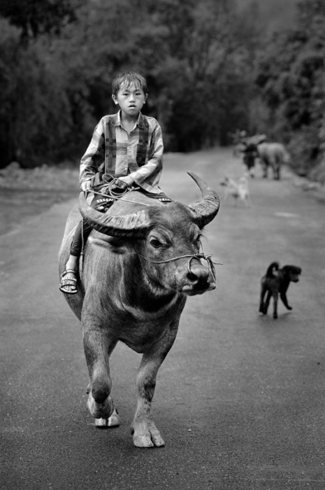 Мальчик верхом на быке. Автор: Ly Hoang Long.