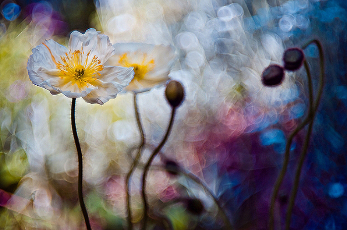 Волшебные цветы. Magdalena Wasiczek.